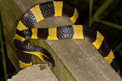 Banded Krait Facts and Pictures | Reptile Fact