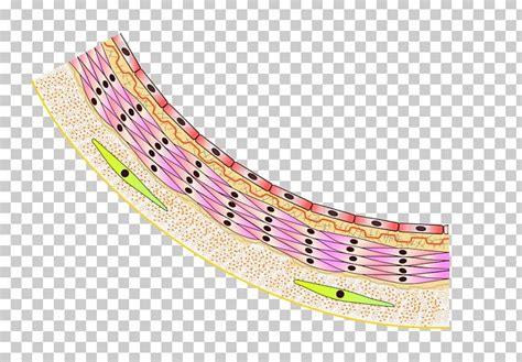 Serous Membrane Histology