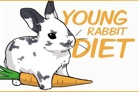 A Healthy Diet For Young Rabbits