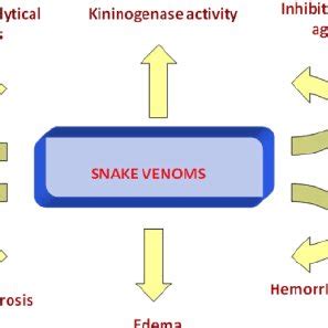 (PDF) Pathophysiological and Pharmacological Effects of Snake Venom ...