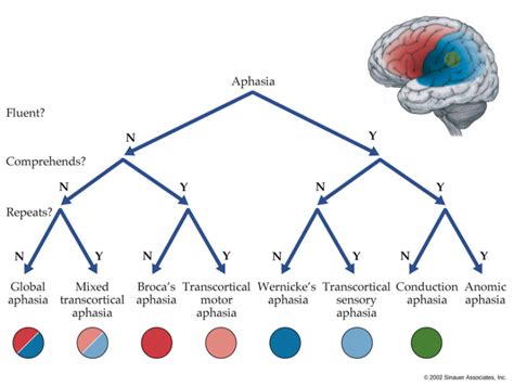 Types of Aphasia – based on fluency, comprehension, repetition