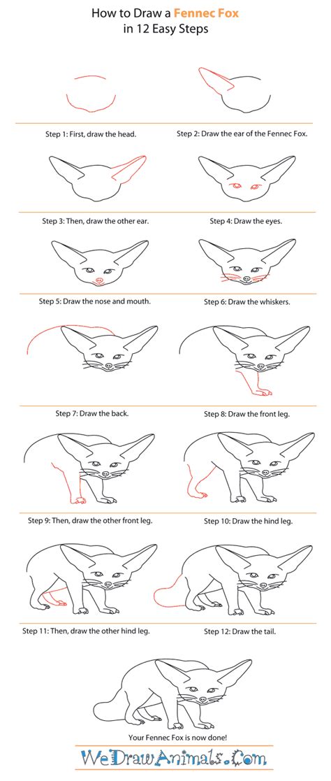 Easy Fennec Fox Drawing