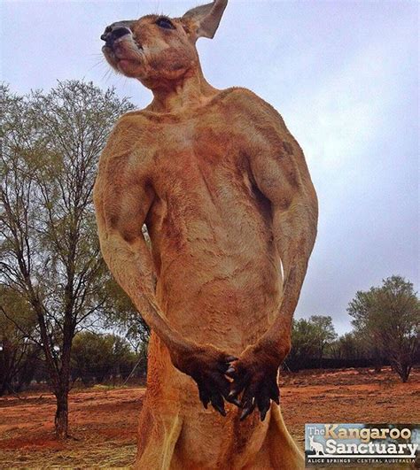 勝てる気がしない…マッチョなカンガルー、バケツをぺちゃんこに。強そう « grape | Kangaroo, Australian animals, Animals wild