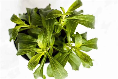 How the Stevia Plant Can Change Your Life: 10 Cool Facts