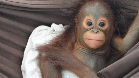 4 Baby Orangutans Means 4 Orangutan Mothers Killed - YouTube