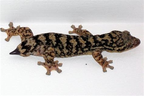 Why and How Do Lizards Regenerate Their Tails? | PetHelpful