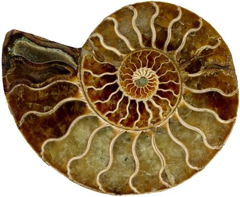 Spiral fossil | Scan of spiral fossil | Penelope Else | Flickr