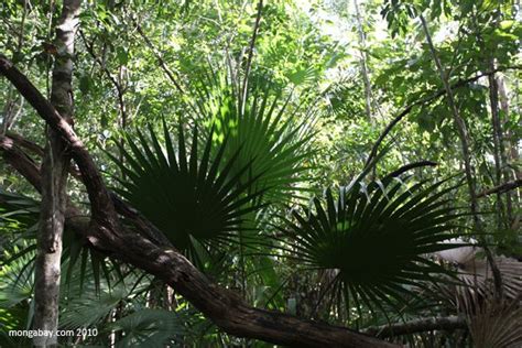 Mexican rainforest | Rainforest, Mexico, Places of interest