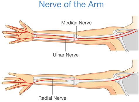 Pin by antonia cassar on Neropathy in 2020 | Ulnar nerve, Nerve anatomy ...