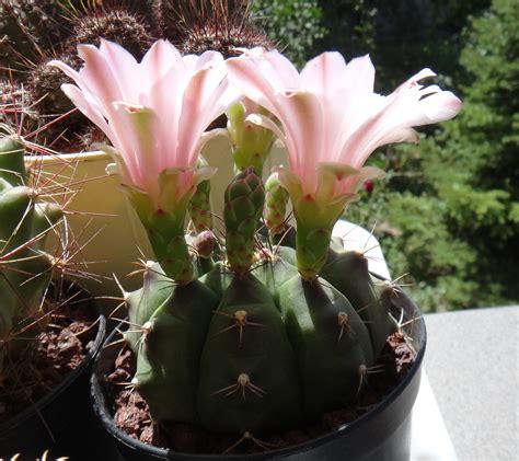 Top 5 Most Beautiful Cactus Flowers - Earth.com - Earthpedia