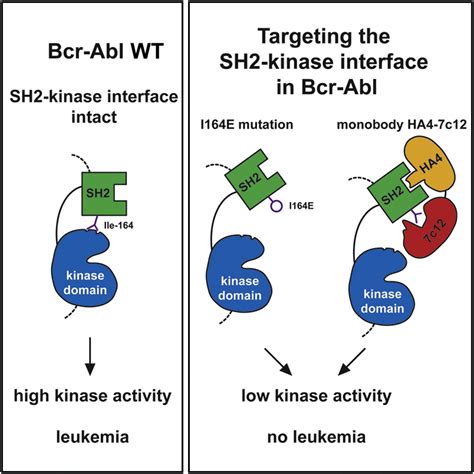 Targeting the SH2-Kinase Interface in Bcr-Abl Inhibits Leukemogenesis: Cell