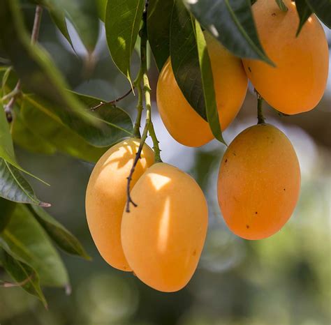 Mangoes In Guyana – The Benefits And Uses That You Did Not Know ...