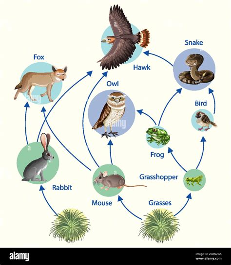 Animal food web diagram hi-res stock photography and images - Alamy