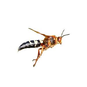 Cicada Killer Wasp Identification, Habits & Behavior | Johnson Pest Control