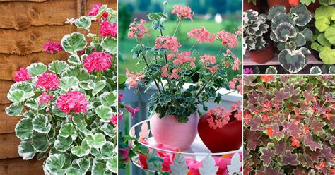 24 Fanciest Types of Geraniums | Variegated Geranium Varieties