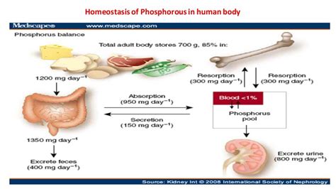 Phosphorous metabolism