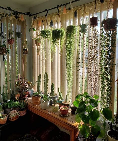 Hello Plant Lover on Instagram: “Who needs curtains when there are trailing plants? 🍃🌿🍃🌿 Image ...