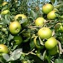 Bramley's Seedling Apple Fruit Trees | Buy Fruit Trees Online