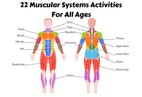 22 Muscular Systems Activities For All Ages - Teaching Expertise