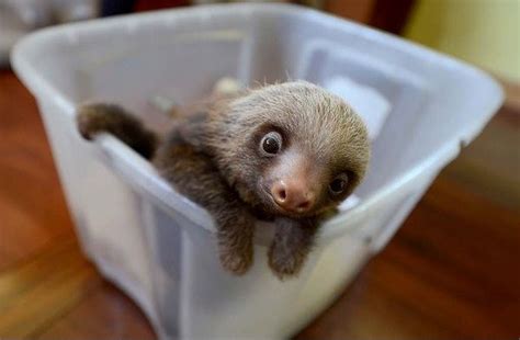 A baby Hoffmann's two-toed sloth. In a bucket. | Baby sloth, Two toed ...