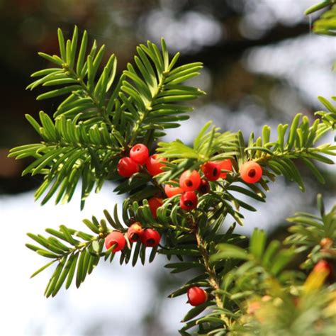 East Himalayan Yew | Taxus wallichiana