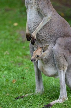 Kangaroo Facts, Characteristics & Types | Study.com