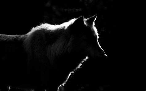 Lone Black Wolf Wallpapers - Top Free Lone Black Wolf Backgrounds - WallpaperAccess