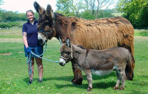 Little and large among group of donkeys taken in by charity - Horse & Hound