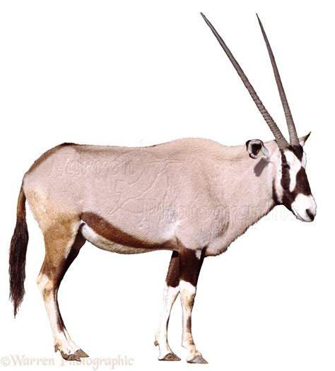 Oryx photo WP03728