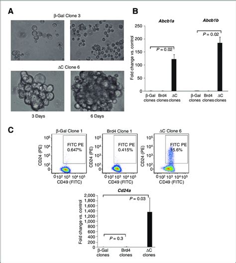 DC-expressing cells exhibit a cancer stem cell-like phenotype. A, DC-or... | Download Scientific ...