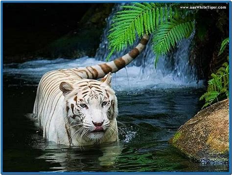 Screensaver desktop animals - Download free