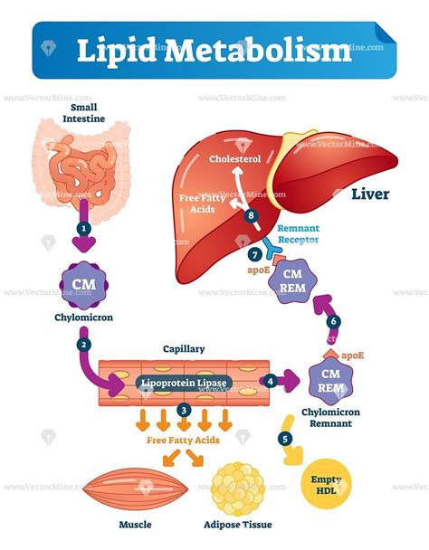 Lipid metabolism vector illustration infographic. Labeled medical cycle scheme with small ...