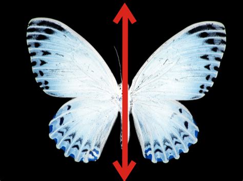 Transformations, symmetries, and tiling - Mind Map