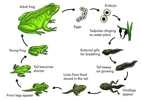 Frogs Facts, Types, Lifespan, Classification, Habitat, Pictures