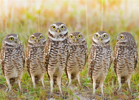 99 Strange Animal Group Names | Owl species, Burrowing owl, Owl