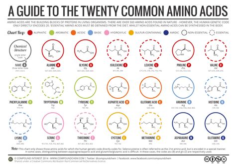 A Brief Guide to the Twenty Common Amino Acids | Compound Interest