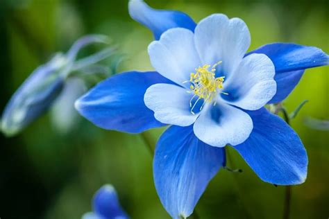 Breathtaking Compilation of Over 999 Blue Flower Images in Full 4K