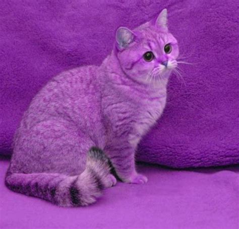 Purple cat with purple background Purple Cat, Purple Backgrounds, World Of Color, Cat Pics, Cat ...