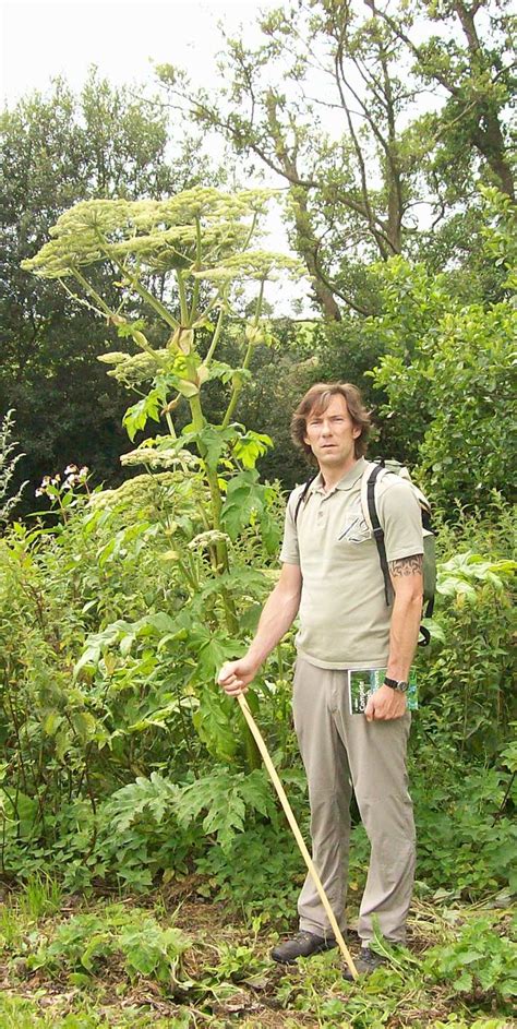 How to identify hogweed and giant hogweed