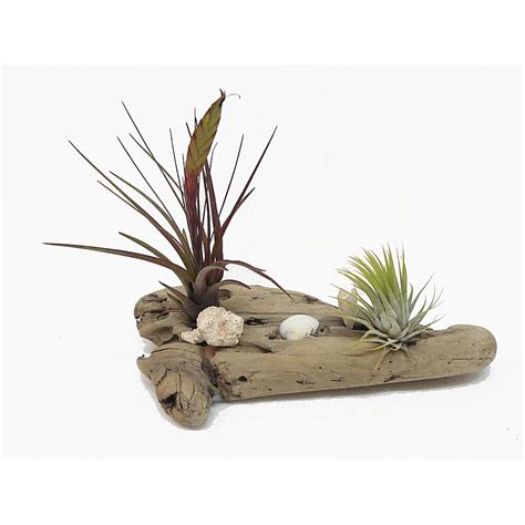 Air Plants for Driftwood #5 - Walmart.com - Walmart.com