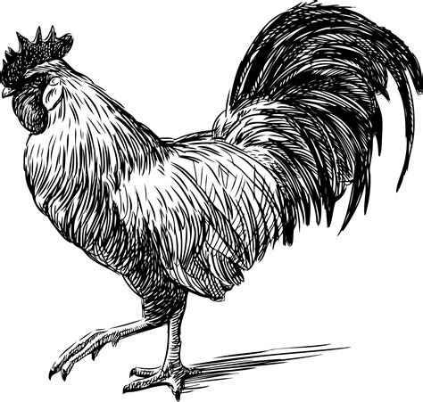 31++ Chicken clipart black and white vector you should have it