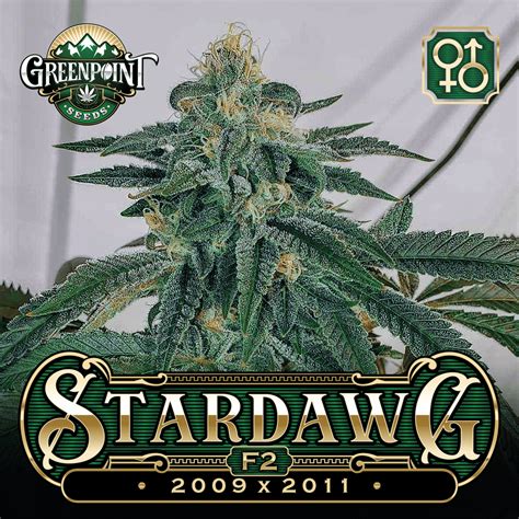 Buy Stardawg Seeds - Stardawg F2 Cannabis Seeds | Greenpoint Seeds