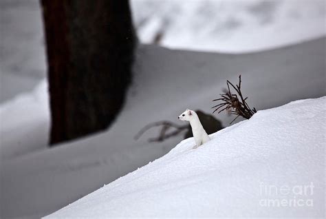 Long-tailed Weasel In Winter Photograph by Greg Dimijian - Pixels