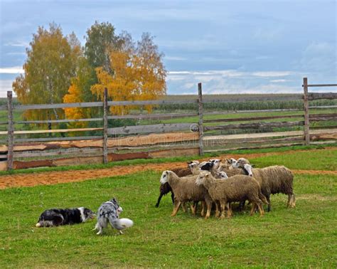 Border collie herding stock image. Image of purebred - 137842101