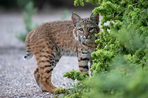 Desktop Wallpapers Lynx Cubs Staring Animals