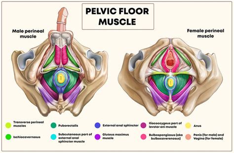 Your Pelvic Floor Muscles | Yamuna