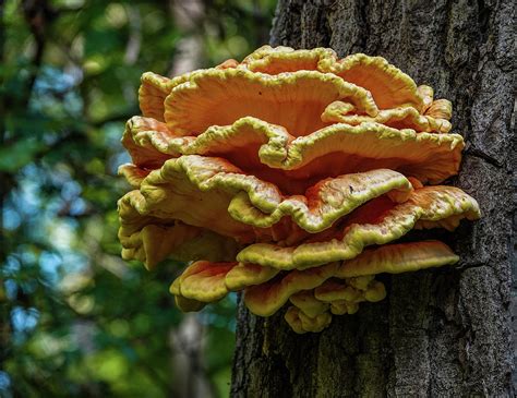 Chicken of the Woods Edible Wild Mushroom Photograph by Julie A Murray - Pixels