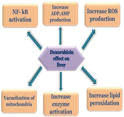 Overview on the Side Effects of Doxorubicin | IntechOpen