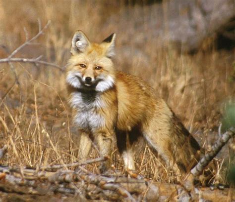 Sierra Nevada Red Fox – Oregon Conservation Strategy