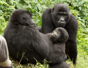 Gorilla Families - Habituated Mountain Gorilla Groups